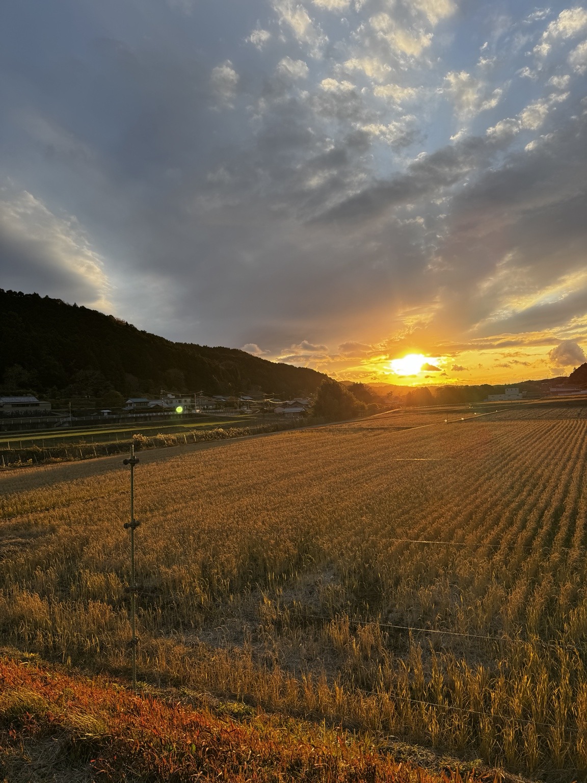 夕日に照らされた田んぼの風景
